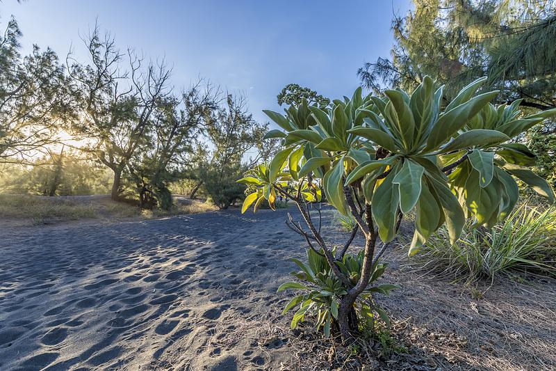 Forêt de l'Étang-Salé — Sentiers ombragés et piste cyclable